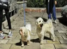 سگ گردانی در زرند ممنوع شد