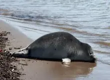 کشف لاشه ۲۲ فُک در سواحل خزر؛ علت تلف شدن فک‌ها چیست؟