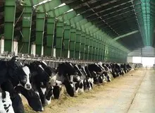 تحریم ها مانع واردات ۵۰ هزار تن یونجه روسی به کشور باشد