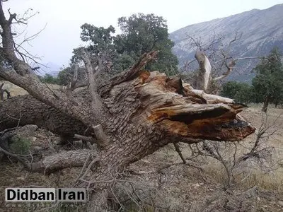 مدیرکل منابع طبیعی و آبخیزداری لرستان: ۴۶ درصد جنگل‌های لرستان دچار خشکیدگی یا زوال بلوط هستند