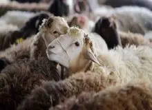 افزایش ۲۰ درصدی نرخ دام زنده