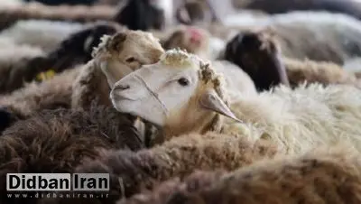 افزایش ۲۰ درصدی نرخ دام زنده