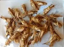 فرماندار بندرعباس: خرید ملخ از روستائیان هر کیلو 8 هزار تومان