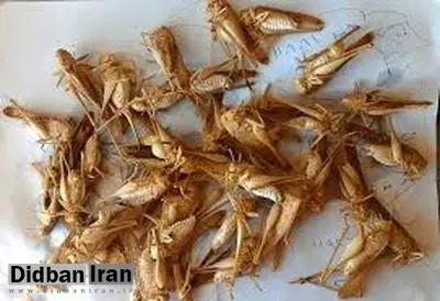 فرماندار بندرعباس: خرید ملخ از روستائیان هر کیلو 8 هزار تومان