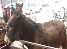 فروش گوشت الاغ در زاهدان تکذیب شد