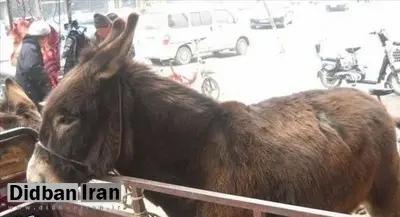 فروش گوشت الاغ در زاهدان تکذیب شد
