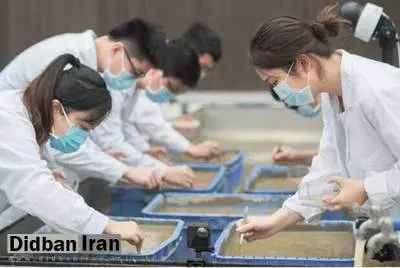 چین برنج فضایی را برداشت کرد