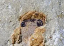 کشف شگفت‌انگیز: نیاکان مهره‌داران ۵۱۸ میلیون سال پیش چهار چشم داشته‌اند