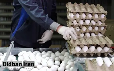 قیمت تخم مرغ برای سومین بار در سال جاری افزایش یافت
