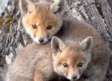  تولد توله‌ روباه‌ در پناهگاه کیاسر مازندران+فیلم 