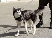 سگ‌گردانی در قزوین ممنوع شد