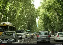 درختان خیابان ولیعصر دچار خزان زودرس شده اند