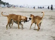 محیط زیست: جفت‌گیری سگ و گرگ گونه‌ای به نام گرگاس به وجود می‌آورد / با این کار، خلوص ژنتیکی این حیوانات از بین می‌رود / گرگاس هم خوی درندگی گرگ را دارد و هم رفتار نزدیک شدن به انسان