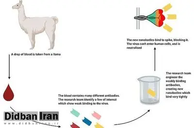 آنتی‌بادی خون شتر لاما  ویروس کرونا را خنثی می‌کند