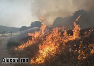 محیطزیست: آتشسوزی دوباره در پارک ملی بمو شیراز/ آتشنشانان پس از مهار حریق، در حال لکهگیری هستند