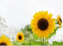 دانه‌ روغنی آفتابگردان بهتر از روغن‌زیتون برای کاهش کلسترول بد است