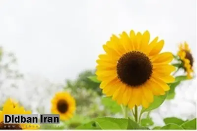 دانه‌ روغنی آفتابگردان بهتر از روغن‌زیتون برای کاهش کلسترول بد است