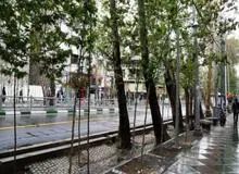 فیلم | خاطرات پیرمردی که با پدرش درختان خیابان ولیعصر را کاشتند