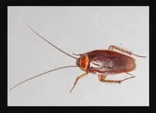 سوسک‌های خانه عامل بروز حساسیت هستند