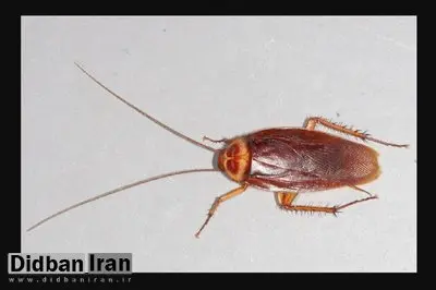 سوسکهای خانه عامل بروز حساسیت هستند