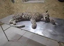 تلف شدن یک پلنگ ایرانی در صالح‌آباد توسط سگ‌های گله