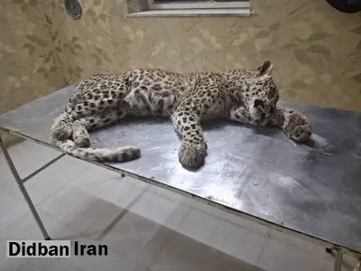 تلف شدن یک پلنگ ایرانی در صالحآباد توسط سگهای گله