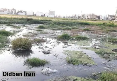 کشت برنج با طعم فاضلاب در دورود؛ ماجرا چیست؟+ تصاویر