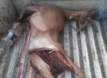 انهدام باند بزرگ شکار و قاچاق حیات‌وحش در پارک ملی بمو