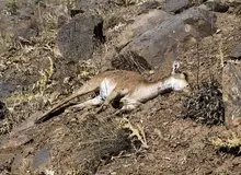 شیوع طاعون نشخوارکنندگان در ایران/ منشأ بیماری طاعون نشخوار کنندگان کجاست؟