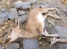 "طاعون" ‌به مازندران رسید
