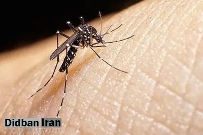 سه مورد ابتلا به تب دِنگی در بندرلنگه ثبت شد