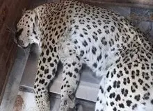 پلنگ آسیب‌دیده البرزی تلف شد