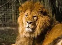 شیر ایرانی پس از 80 سال به ایران بازگشت