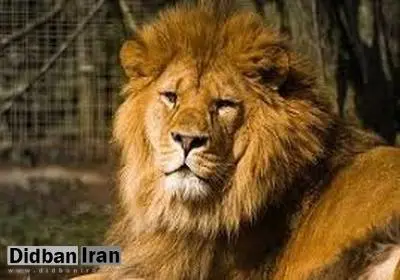 شیر ایرانی پس از 80 سال به ایران بازگشت
