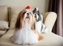 روزنامه نزدیک به سپاه: خرید و فروش سگ باید «ممنوع» شود