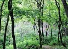 پنج‌هزار هکتار جنگل از دست اوقاف خارج شد/ یک پیروزی بزرگ برای جنگل‌ها و ثروت ملی ایران/ عکس

