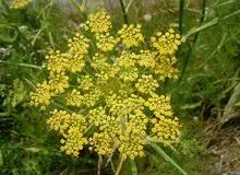 فواید دارویی و درمانی عرق رازیانه