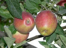 مادر همه سیب‌های جهان در خطر نابودی