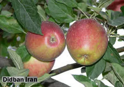 مادر همه سیب‌های جهان در خطر نابودی