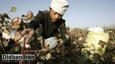 آمریکا واردات پنبه و گوجه فرنگی از سینکیانگ چین را به دلیل آزار مسلمانان ممنوع کرد