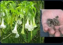 پلیس: مخدری به نام «قورباغه» در ایران نداریم
