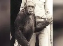 انسان-شامپانزه‌ای که به دنیا آمد و کشته شد!