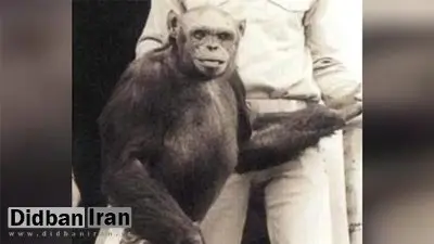انسان-شامپانزه‌ای که به دنیا آمد و کشته شد!
