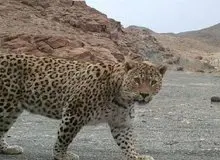 حمله پلنگ گرسنه به هشت راس گوسفند در  هرمزگان