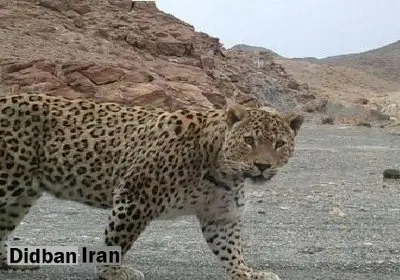 حمله پلنگ گرسنه به هشت راس گوسفند در هرمزگان