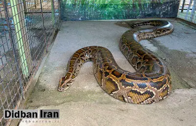 کشف مارهای پیتون و رتیل از یک فروشگاه در تهران