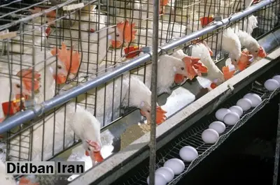 رئیس هیئتمدیره اتحادیه مرغ تخمگذار: اکثر مرغدارها در آستانه تعطیلی واحدهای خود هستند/  سویای ۱۹۰۰ تومانی را در بازار آزاد ۴۰ هزار تومان می خریم/ هزینههای تولید نسبت به سال ۱۴۰۳ حدود ۶۲ درصد افزایش یافته/ نهادهها نرسد، مرغها را به کشتارگاه میفرستیم