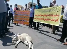 تجمع دامداران معترض در مشهد، کرمان و شیراز+فیلم 