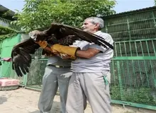 اوج‌گیری پرندگان شکاری بر فراز زیستگاه‌های طبیعی تهران