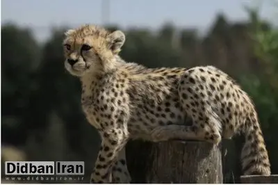 پیروز چالش سرمای تهران را چگونه تحمل می کند؟